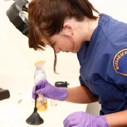 Hot Careers in Criminal Justice